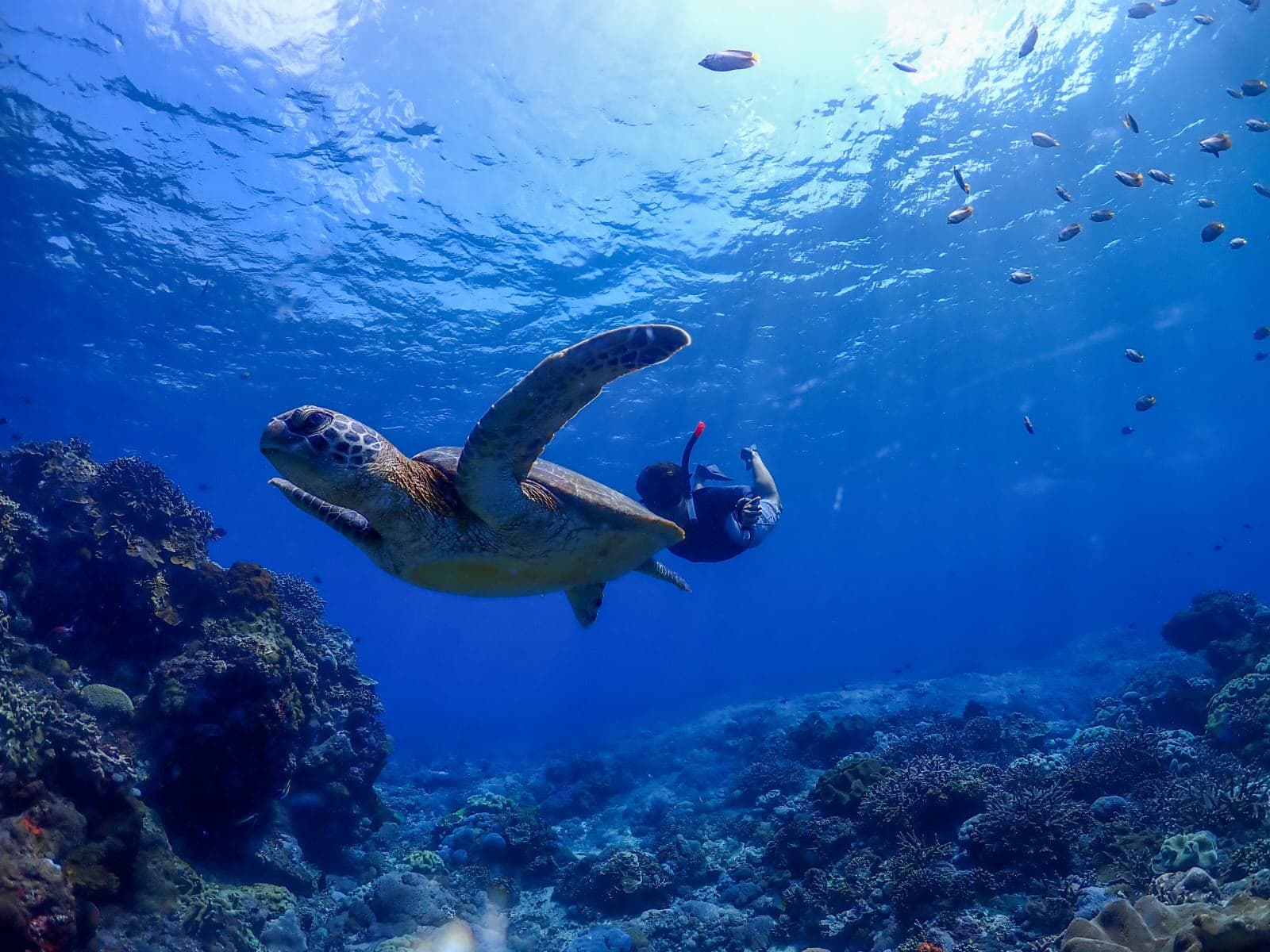 Dive into Paradise: The Ultimate Private Snorkeling Experience in Nusa Lembongan